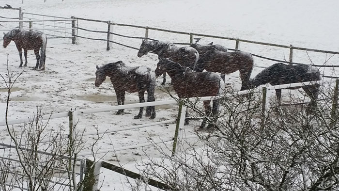 Pferde im Schnee